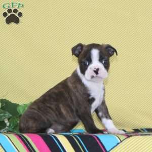 Dakota, Boston Terrier Puppy